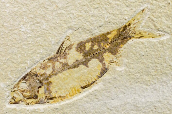Fossil Fish (Knightia) - Wyoming #162650